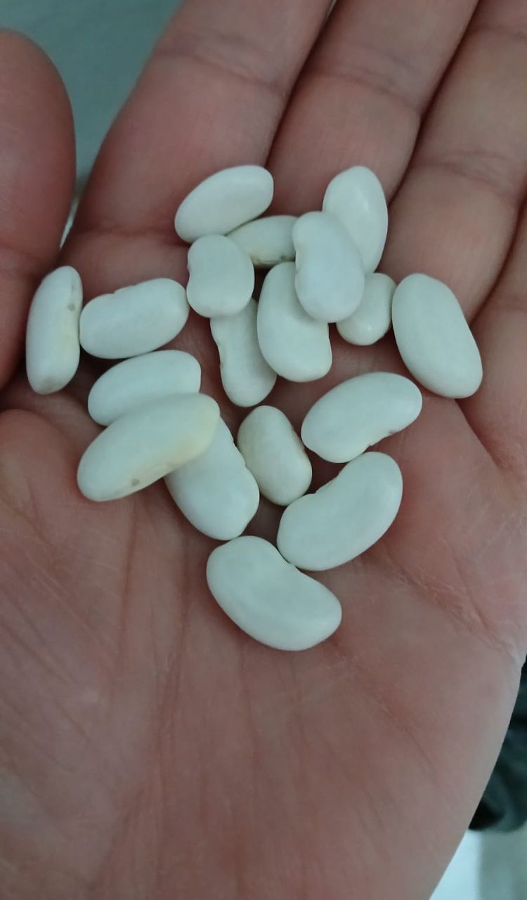 Dermason Fasulyesi İri